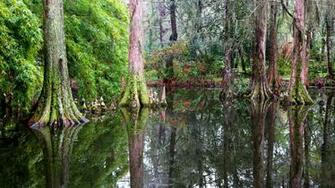 Swamp Computer Wallpaper Desktop Background Id