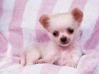 Lovely Puppy Portraits Studio Shots Of Cute Puppies Baby