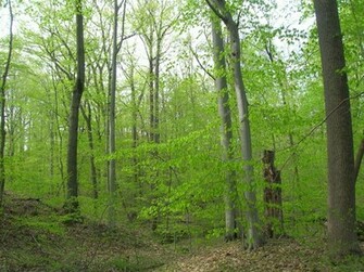 Green Woods Wallpaper HD Wide S