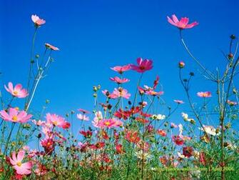 Wallpaper For Desktop Background Spring