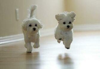 Cute Puppy Names Desktop Background Hivewallpaper