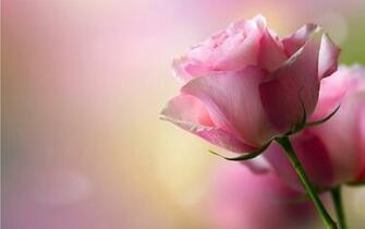 Beautiful Pink Rose In HD With Green Leaf
