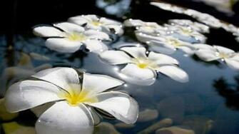 Plumeria Flowers HD Wallpaper