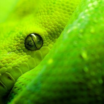 Snake Eye Wallpaper