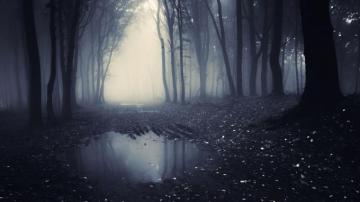 Dark Forest Computer Wallpaper 4k HD