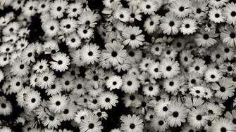 Full HD Flowers Macro Photography Nature Beautiful