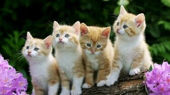 Four Cat Wallpaper Sleep HD Show Foot