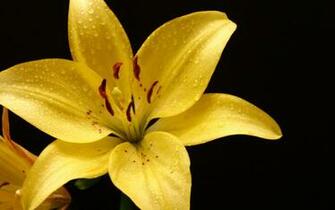 Source Url Wallpaper4desktop Lily Html
