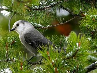 Wild Bird Photography Animal Pictures