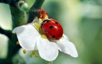 Branch Ladybug Tree Flower Wallpaper