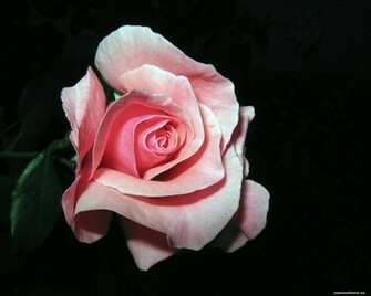 The Pink Rose On A Black Background Flowers Roses