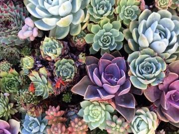 Succulent Garden Desktop Wallpaper On