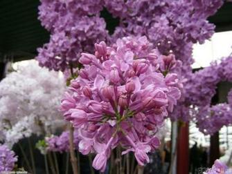 Purple Lilac Uploader Anonymous Licence Category Others Tags
