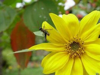 Yellow Daisy Wallpaper