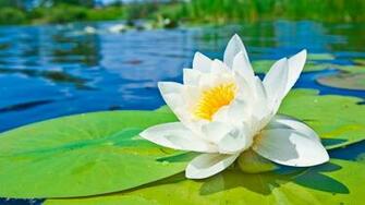 Water Lily Wallpaper HD Wallpaperlepi