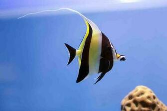 Moorish Idol Wallpaper E