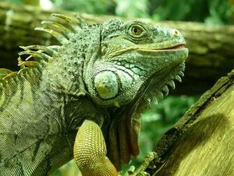 Green Iguana Computer Wallpaper Desktop Background