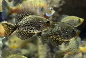 Crappie Image Crazy Gallery