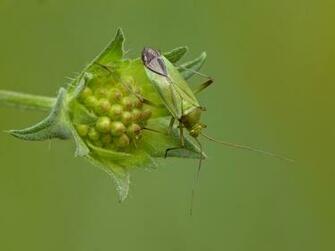 Category Animals HD Wallpaper Subcategory Bugs