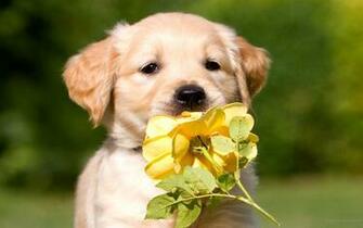 Golden Retriever Wallpaper Cute
