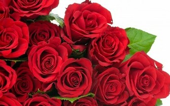 Rose Flower Wallpaper