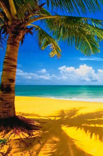 Beach Palm Tree Wallpaper iPhone Gallery
