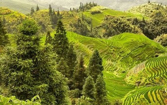 Green Hills Wallpaper
