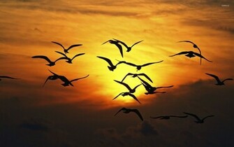Bird Flock Silhouette Wallpaper Animal