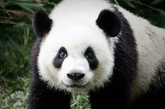 Giant Panda Wallpaper