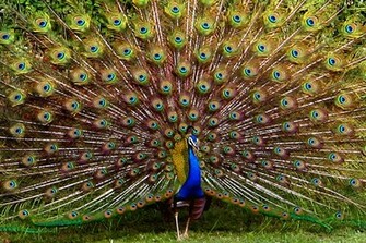 Peacock Wallpaper Home Grasscloth