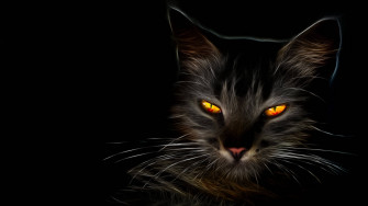 Black Cat Wallpaper S