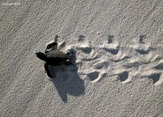 Baby Sea Turtle S Long Road Ahead Hawaii Pictures