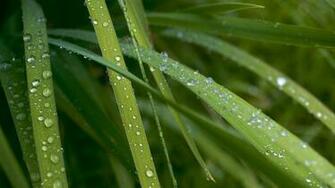 Water Drops HD Wallpaper High Quality