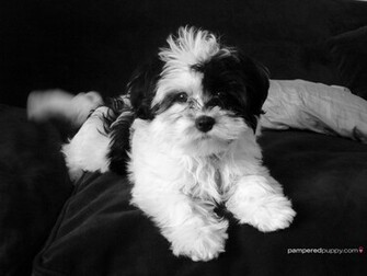 Havanese Dog In Black And White Doggy Desktops