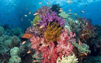 Tropical Fish Wallpaper HD