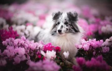 Wallpaper Look Face Flowers Portrait Dog Bokeh Sheltie