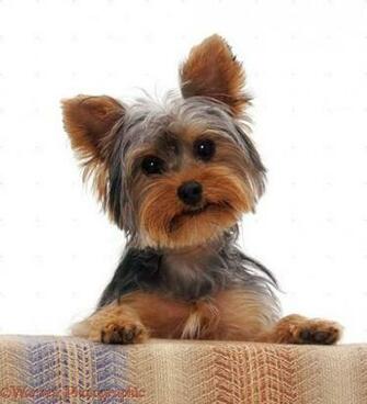 Focus Yorkshire Terrier