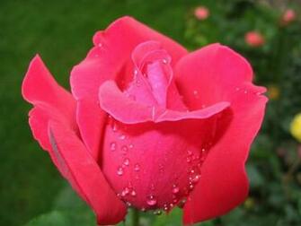 For Desktop Full Size Dwonload Pink Rose Flower Wallpaper
