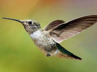 Lincah Cartoon Beautiful Hummingbird Bird Desktop Background