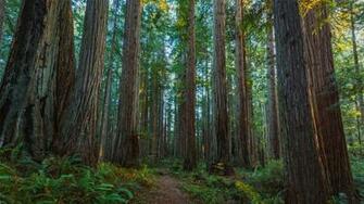 Prairie Creek Redwoods State Park Wikipedia