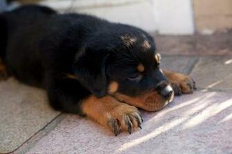 Rottweiler Wallpaper