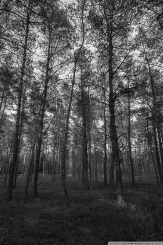 Forest Black And White 4k HD Desktop Wallpaper For Ultra