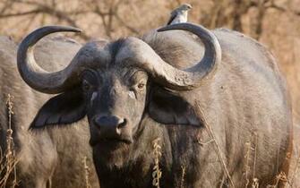 Cape Buffalo HD Wallpaper Background Image Id
