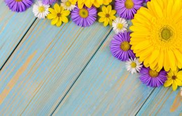 Wallpaper Flowers Background Blue Chamomile Gerbera Yellow