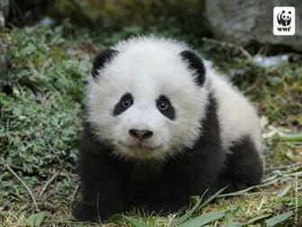 Cute Baby Panda Wallpaper Image Amp Pictures Becuo