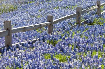 Spring Flower Pictures From Around The World Cond Nast Traveler