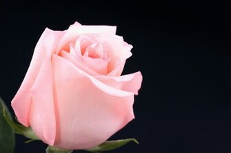 Pink Rose Black Backgroundbeautiful Scarlet Roses Gentle Petals Hq