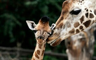 Cute Wallpaper Of Giraffes HD Animals