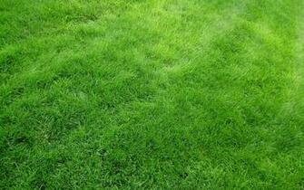 Wallpaper Texture Grass Field Green Ultra HD 4k