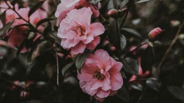Wallpaper Wild Rose Bush Pink Flowers